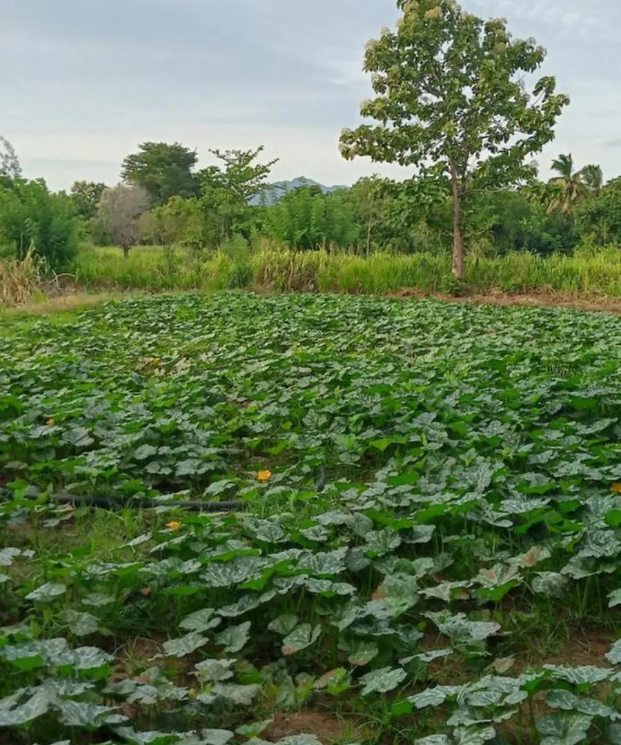 Gimhana Homestay Sigiriya