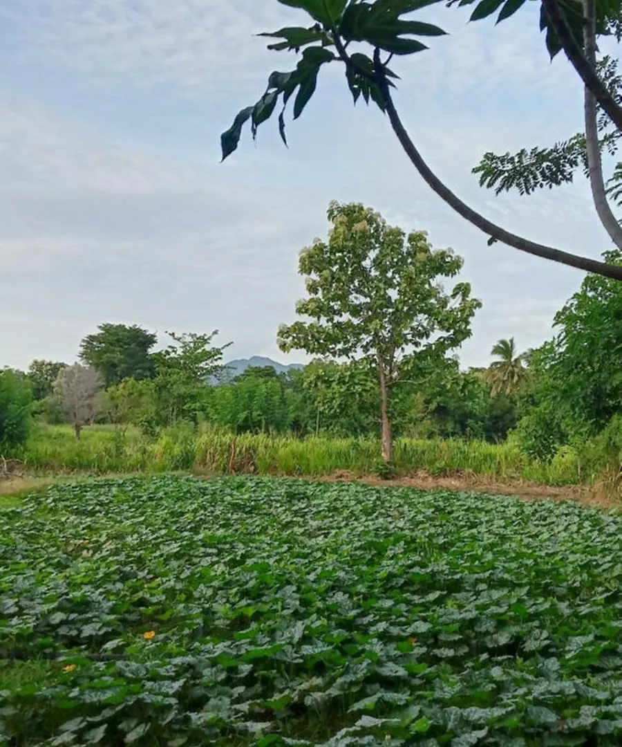 Gimhana Homestay Sigiriya